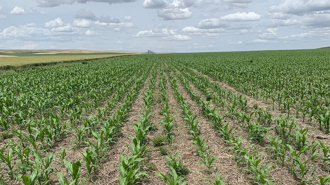 Agricultura